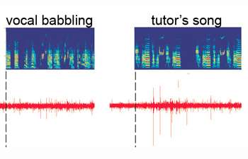 Neural circuit in the songbird brain that encodes a representation of learned vocal sounds located