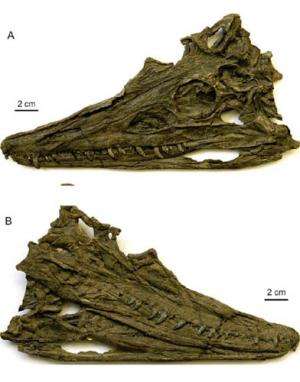 New Archosaur Found from the Marine Triassic of Southwestern China