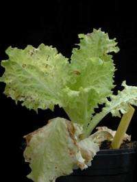 New DNA equipment reveals risk of so-called symptom-free lettuce big vein associated virus