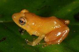 New frog species from Panama dyes fingers yellow