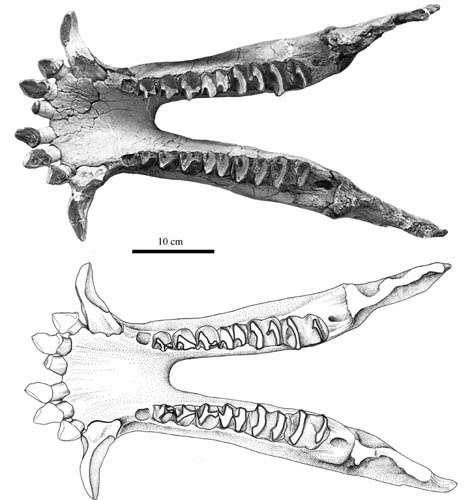 New material of mammal coryphodontid found from the erlian basin of nei mongol