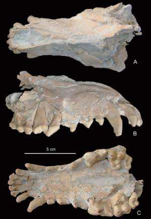 New Materials of Fossil Wolf Found From the Lower Pleistocene Site of Nihewan Basin, Hebei