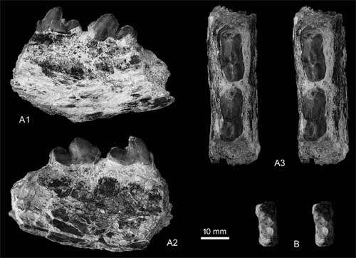 New Mesonychid mammals found from lower Paleogene of Erlian Basin, Nei Mongol