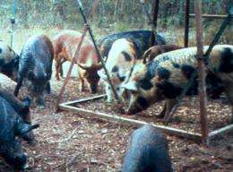 New publication explains how feral hogs negatively affect native plants
