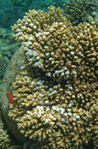 New research finds increased growth responsible for color changes in coral reefs