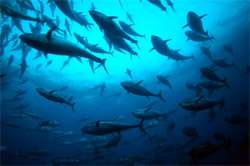 New research offers roadmap towards sustainable pole-and-line-caught tuna