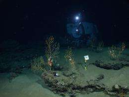 New research reveals deep-ocean impact of the Deepwater Horizon explosion
