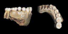 New research suggests European Neandertals were almost extinct long before humans showed up
