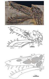 New Scaphognathid Pterosaur found from Western Liaoning, China