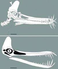 New toothed flying reptile found from the early creataceous of western Liaoning, China