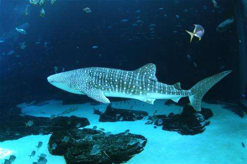 New whale shark study used metabolomics to help understand shark and ray health