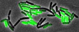 NIH backs Rice University study of delay in gene transcription networks