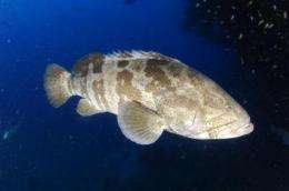 One-quarter of grouper species being fished to extinction