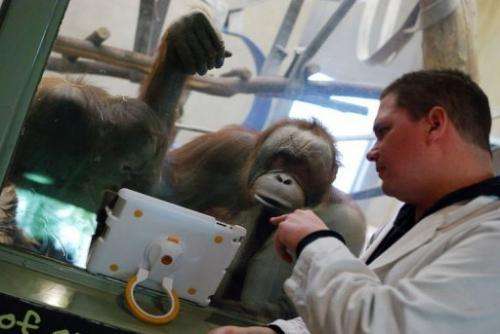Orangutans watch a video on an iPad held up to the glass of their enclosure by a  volunteer at the Milwaukee County Zoo