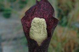 Our Amorphophallus is smaller: New plant species from Madagascar smells like roadkill