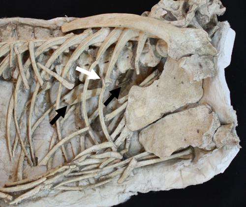 Preserved bone of Pterosaur found in stomach of Velociraptor