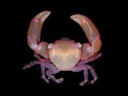 Preventing home invasions means fighting side-by-side for coral-dwelling crabs and shrimp