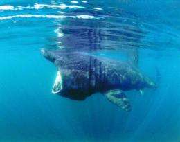 Public sightings suggest increase in basking sharks in British waters