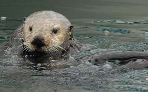 Recovery slows for California's sea otters, 2012 survey shows