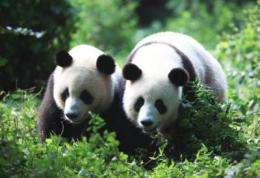 Reproductive seasonality observed in male giant pandas