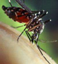 Researchers discover novel anti-viral immune pathway in the mosquito