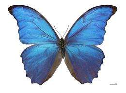Researchers make better heat sensor based on butterfly wings