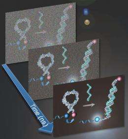 Researchers optimize photoluminescent probes to study DNA and more