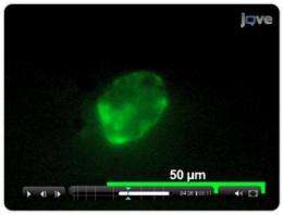 Researchers print live cells with a standard inkjet printer