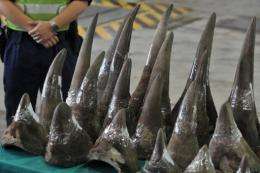 Rhinoceros horns are displayed in Hong Kong's customs and excise department offices in 2011