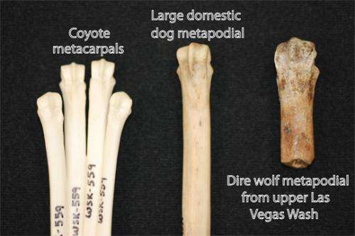 Saber-toothed cat fossils found near Las Vegas
