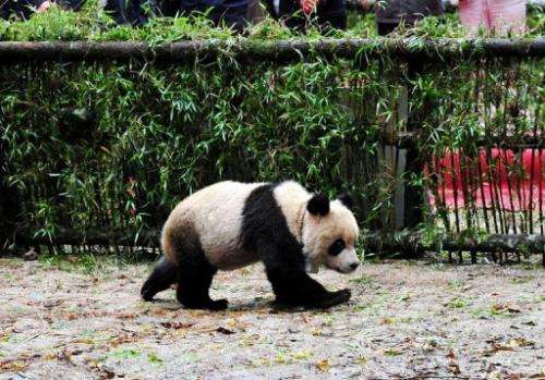 Scientists hope the Taotao project will prove a template for introducing captive-bred pandas into the wild