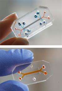 Scientists integrating multiple organ-on-chip systems to mimic the whole human body