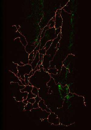 See-through 'MitoFish' opens a new window on brain diseases