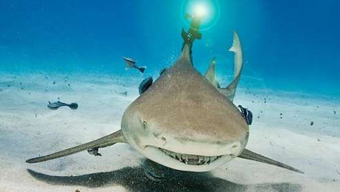 Beamed-up lemon shark shows research promise (w/ Video)
