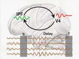 Short-term memory is based on synchronized brain oscillations