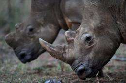 South Africa has tightened rules on rhino hunts and will use micro-chips and DNA profiling to counter poaching
