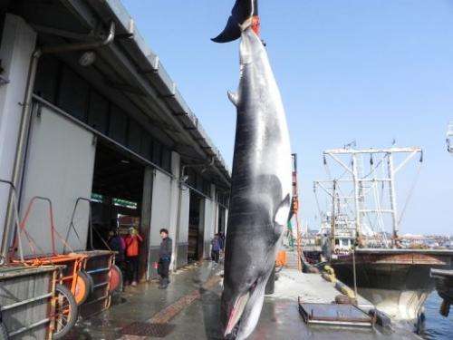 South Korea has formally dropped its fiercely criticised plan to resume "scientific" whaling