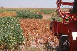 Soybean trials help producers find earlier maturing varieties
