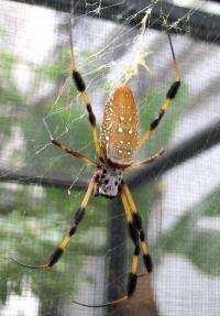 Spider silk conducts heat as well as metals, study finds