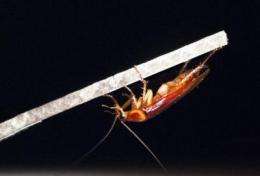 Stealth behavior allows cockroaches to seemingly vanish