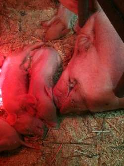 Stillbirth and neonatal death in piglets