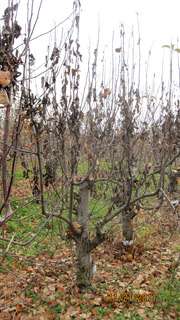 Strep-resistant fire blight found in New York orchards