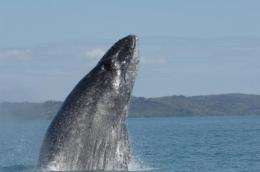 Study finds southern Indian Ocean humpbacks singing different tunes