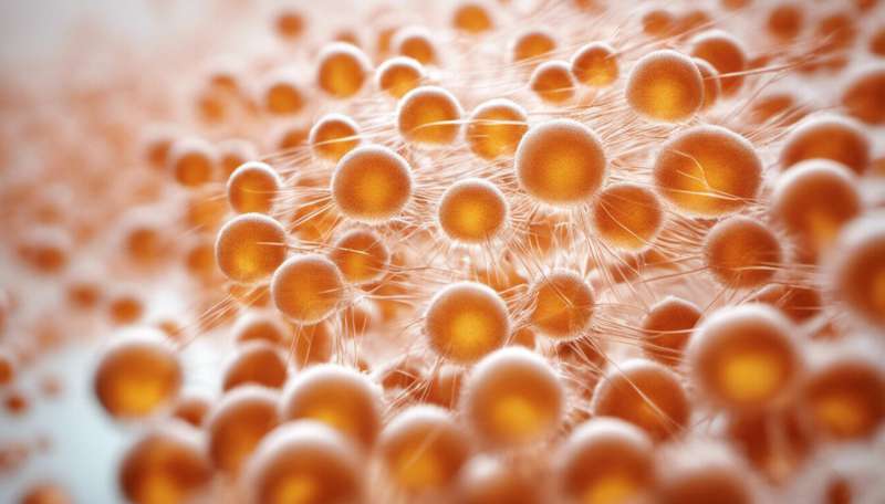 研究表明，免疫细胞如何在抑制有害炎症反应的同时，加强对感染的防御