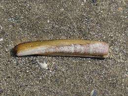 Study uncovers secret to speedy burrowing by razor clams