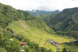 Sustainability of rice landscapes in South East Asia threatened