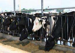 Team determines how estrogens to persist in dairy wastewater