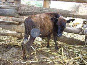 The health and growth of calves in Tanzanian smallholder dairy farms