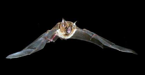 The Night Life: Why We Need Bats All the Time--Not Just on Halloween
