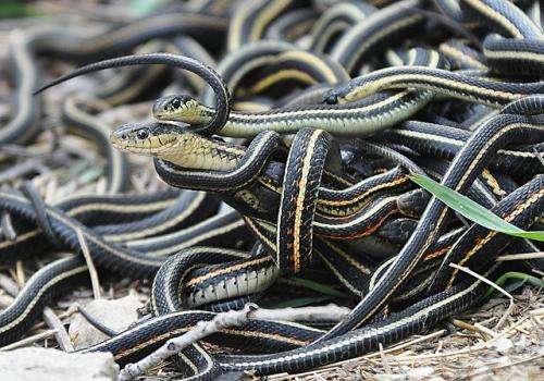 The power of estrogen -- male snakes attract other males